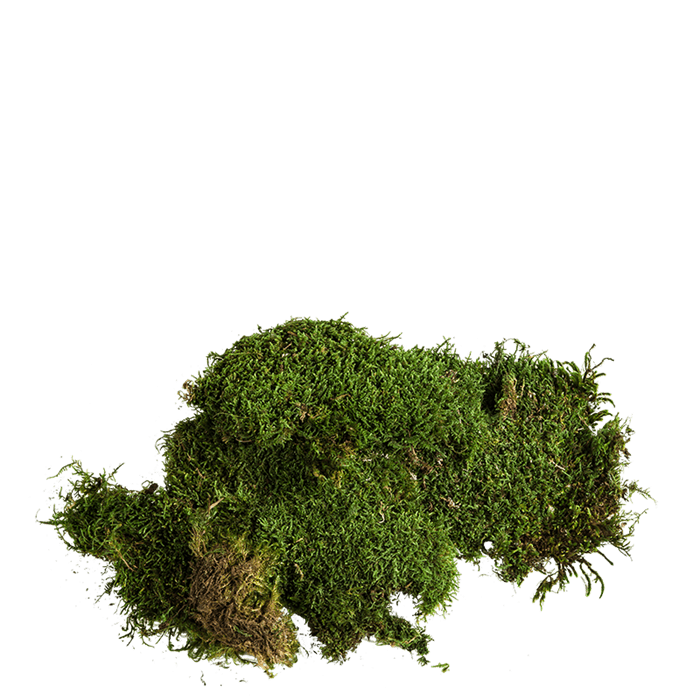 Mousse végétale (500 gr)