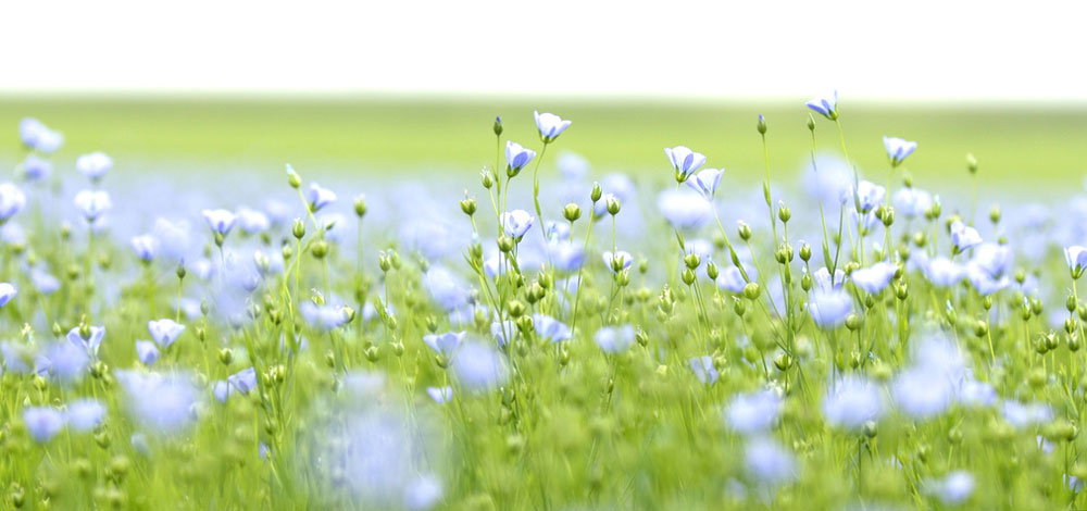 Champ de fleurs de lin bleues